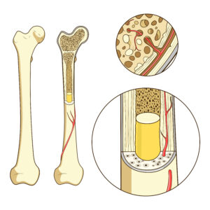 Estrutura óssea