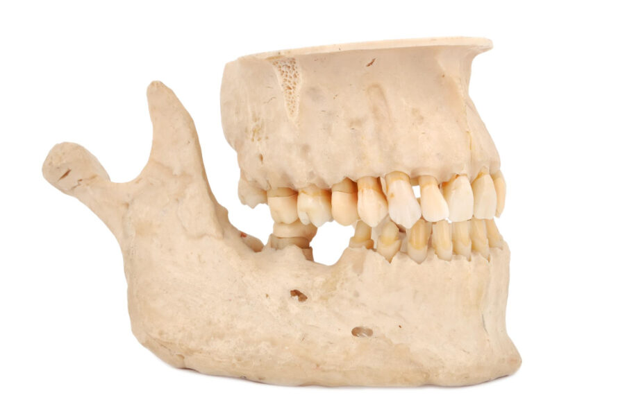 anatomia da mandibula
